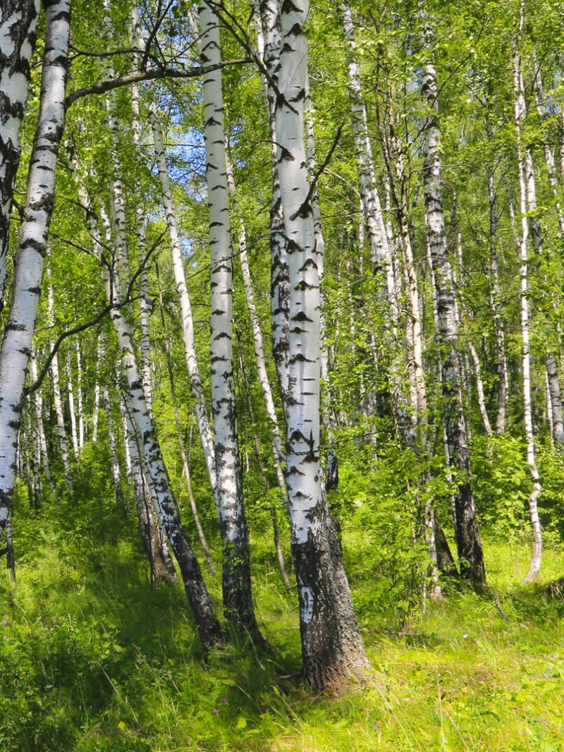 Klimaschutz in der Druckindustrie durch FSC zertifizierte Papiere
